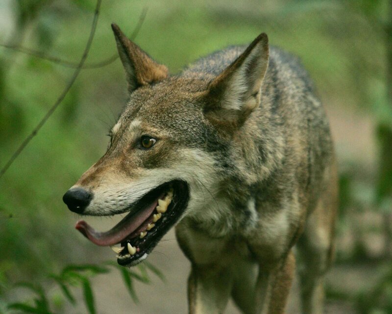 Wolf in Forest — Brown, Alert, Photograph, Trees