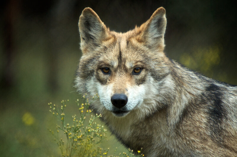Wolf in Forest — Brown, Alert