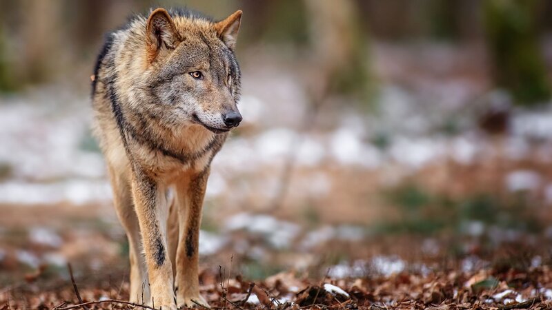 Wolf in Forest — Brown, Alert, Winter, Photograph, Snow, Leaves