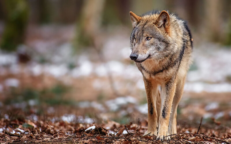 Wolf in Forest — Brown, Alert, Winter, Photograph, Snow
