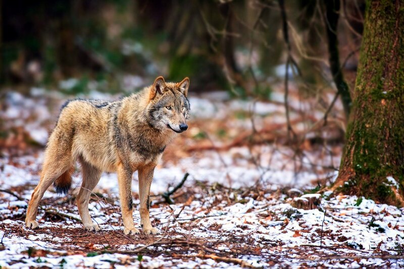 Wolf in Forest — Brown, Alert, Winter, Photograph, Snow, Trees