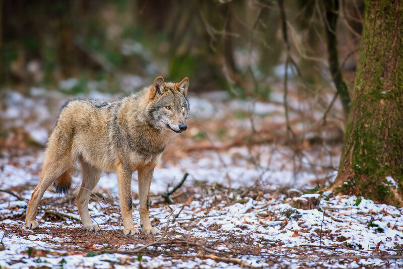 Wolf in Forest — Brown, Alert, Winter, Photograph