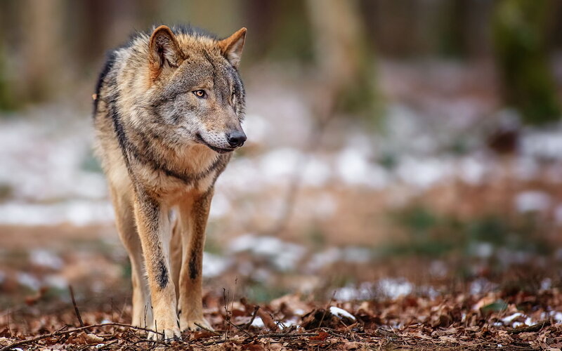 Wolf in Forest — Brown, Alert, Winter