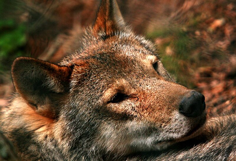 Wolf in Forest — Brown, Calm, Afternoon, Photograph