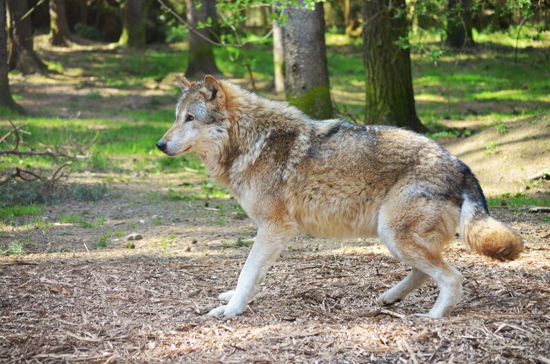 Wolf in Forest — Brown, Calm, Afternoon, Photograph, Trees, Grass