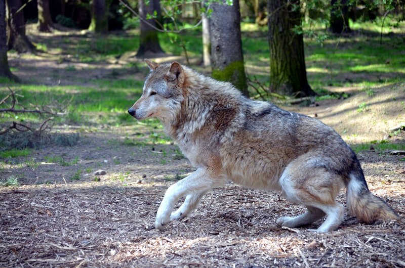 Wolf in Forest — Brown, Calm, Afternoon, Photograph, Trees