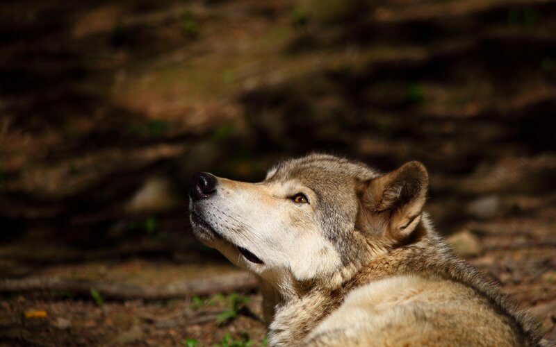Wolf in Forest — Brown, Calm, Afternoon