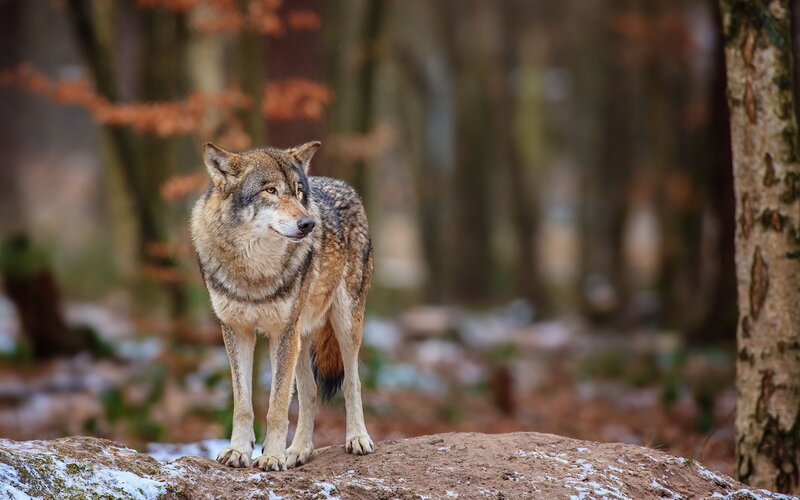 Wolf in Forest — Brown, Calm, Autumn