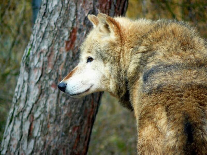 Wolf in Forest — Brown, Calm