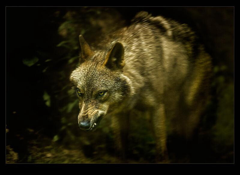 Wolf in Forest — Brown, Dark