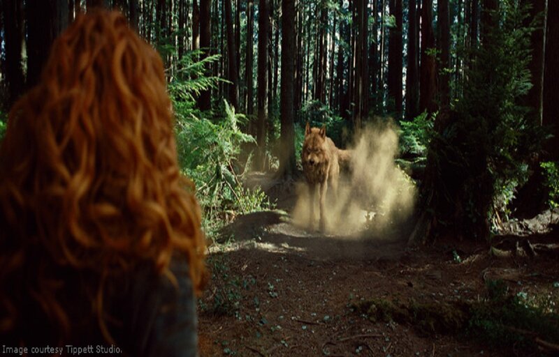 Wolf in Forest — Brown, Dramatic, Afternoon