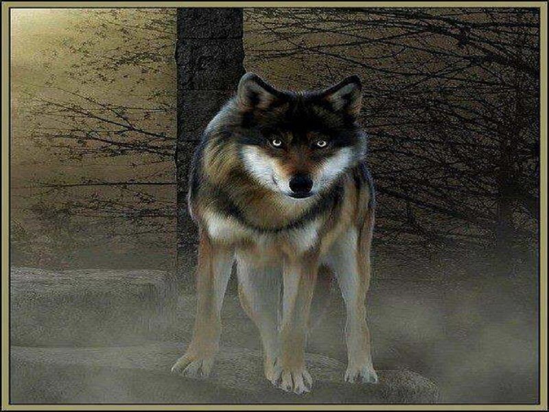 Wolf in Forest — Brown, Dramatic, Night, Digital Art