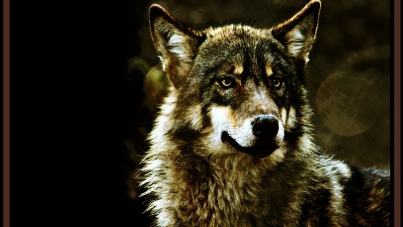 Wolf in Forest — Brown, Dramatic, Night, Photograph
