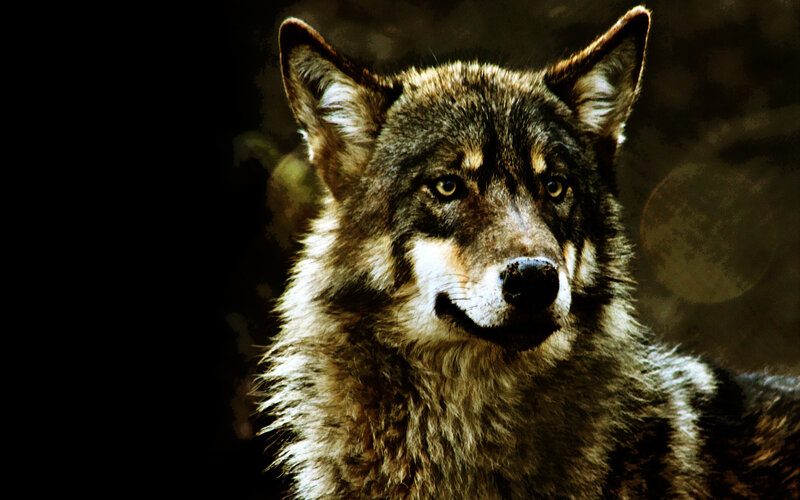 Wolf in Forest — Brown, Dramatic, Night