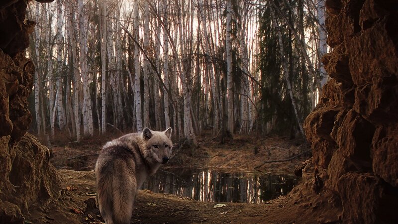 Wolf in Forest — Brown, Dramatic, Sunset, Photograph
