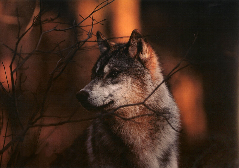 Wolf in Forest — Brown, Dramatic, Sunset