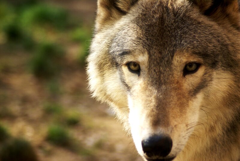 Wolf in Forest — Brown, Intense, Afternoon