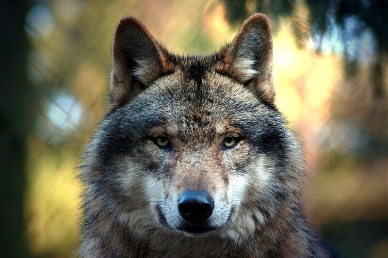 Wolf in Forest — Brown, Intense, Autumn