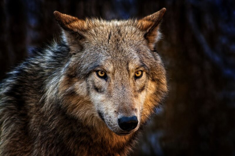 Wolf in Forest — Brown, Intense, Photograph, Eyes