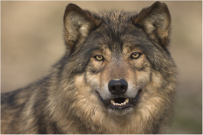 Wolf in Forest — Brown, Intense, Photograph