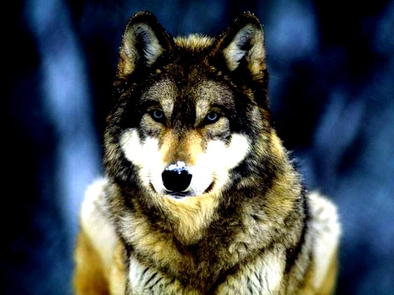 Wolf in Forest — Brown, Intense