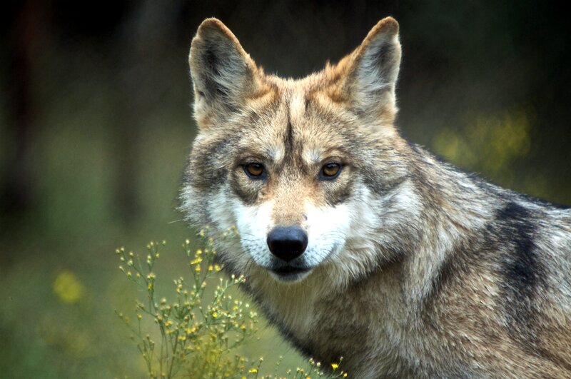 Wolf in Forest — Brown, Natural, Afternoon