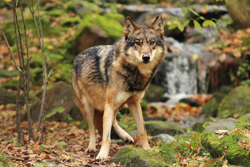 Wolf in Forest — Brown, Natural, Autumn, Photograph, Stream