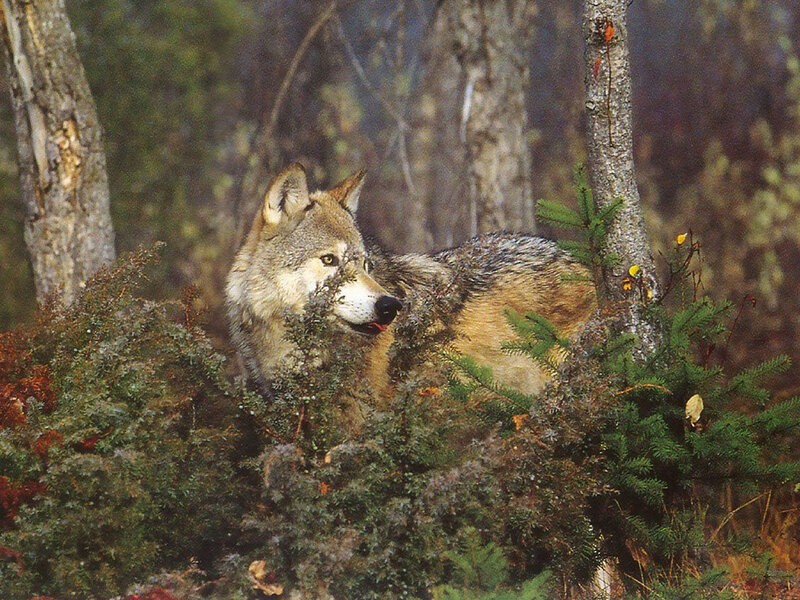 Wolf in Forest — Brown, Natural, Autumn, Photograph