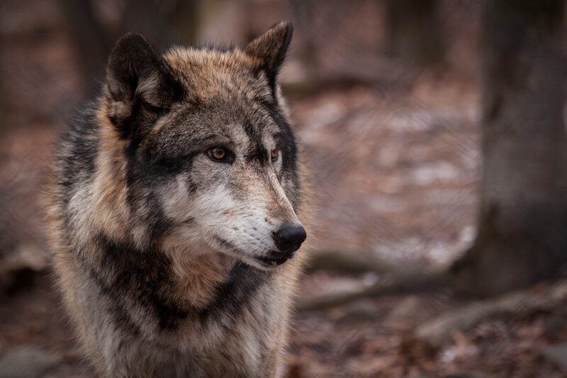 Wolf in Forest — Brown, Natural, Autumn, Photograph, Trees, Forest Floor