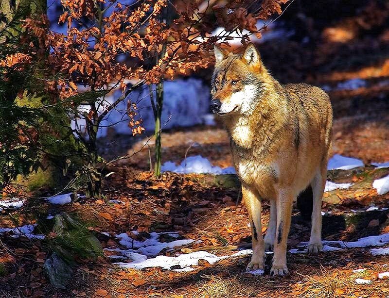 Wolf in Forest — Brown, Natural, Autumn, Photograph, Trees, Snow