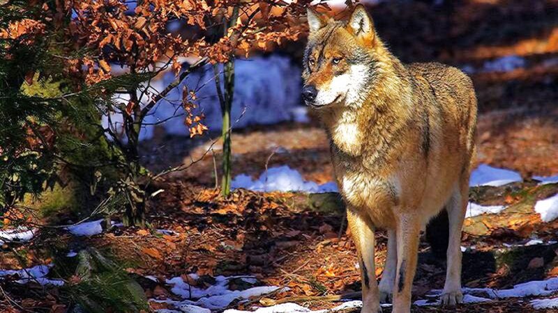 Wolf in Forest — Brown, Natural, Autumn, Photograph, Trees