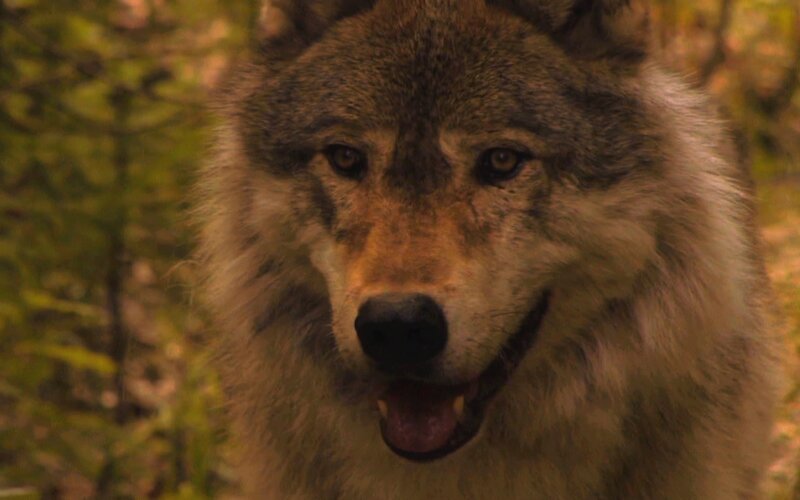 Wolf in Forest — Brown, Natural, Autumn