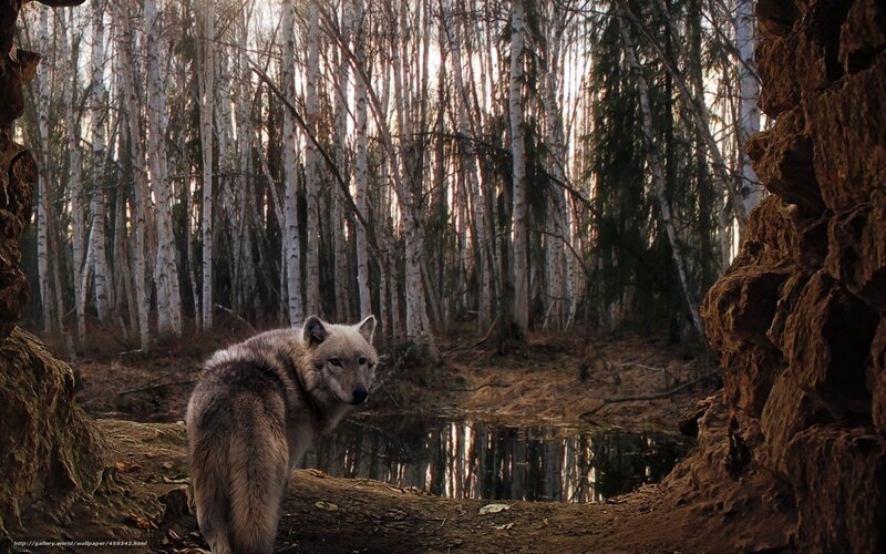 Wolf in Forest — Brown, Natural, Morning