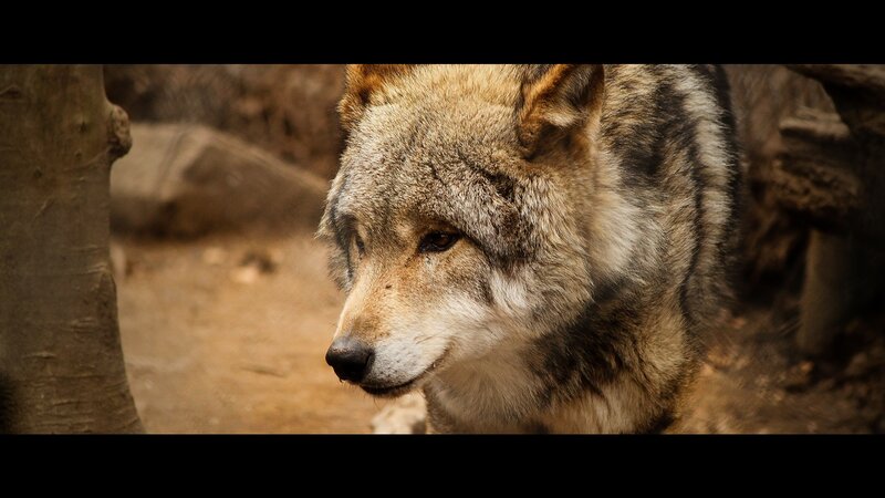 Wolf in Forest — Brown, Natural, Photograph