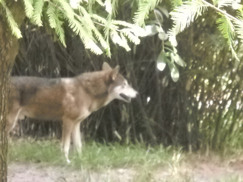 Wolf in Forest — Brown, Natural
