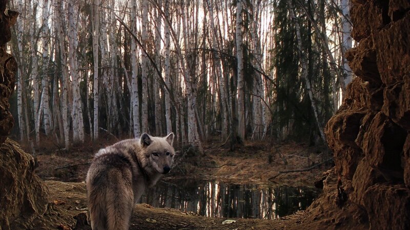 Wolf in Forest — Brown, Serene, Autumn, Photograph, Pond