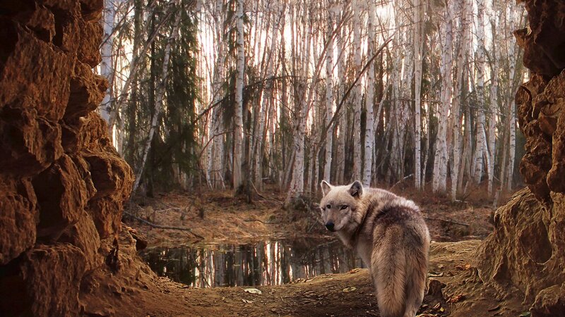 Wolf in Forest — Brown, Serene, Autumn, Photograph