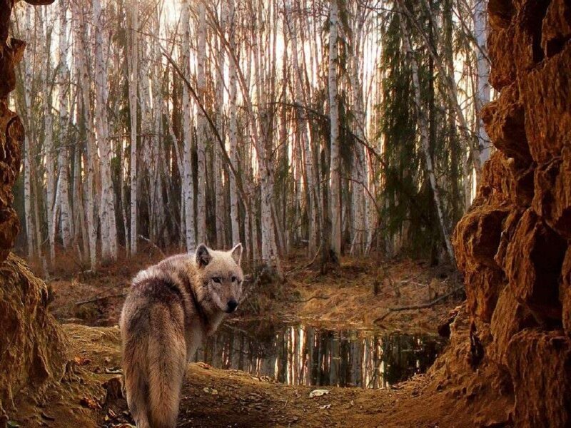 Wolf in Forest — Brown, Serene, Autumn