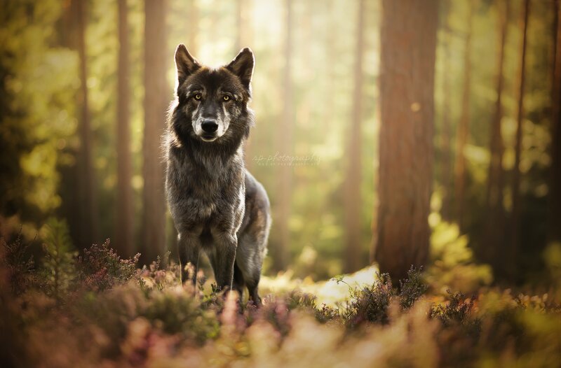 Wolf in Forest — Brown, Serene, Morning, Photograph