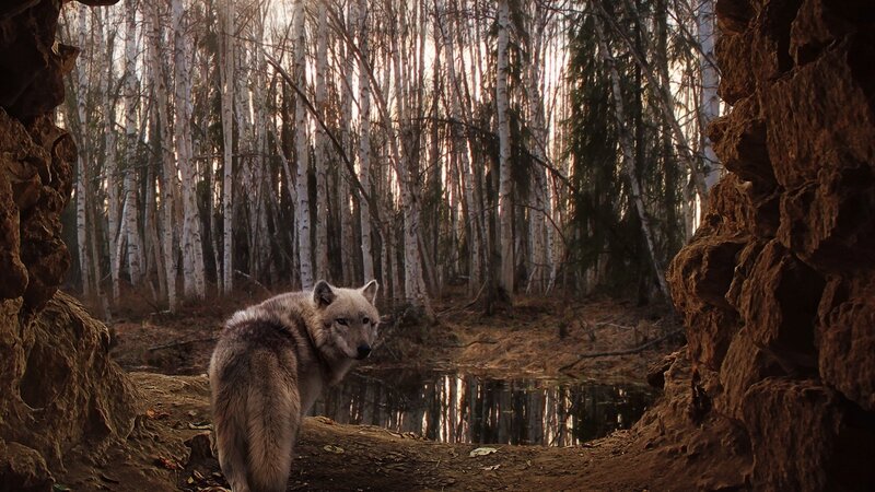Wolf in Forest — Brown, Serene, Sunset, Photograph