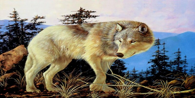 Wolf in Forest — Brown, Serene, Sunset