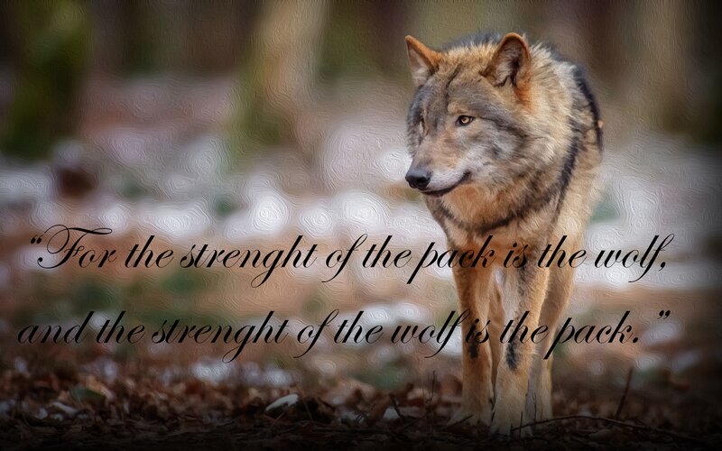 Wolf in Forest — Brown, Serious, Autumn, Photograph