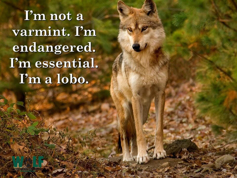 Wolf in Forest — Brown, Serious, Autumn
