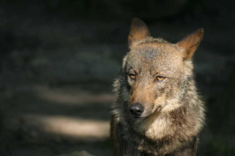 Wolf in Forest — Brown, Serious, Photograph, Eyes