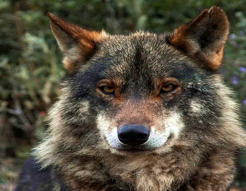 Wolf in Forest — Brown, Serious, Photograph