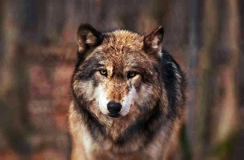 Wolf in Forest — Brown, Serious
