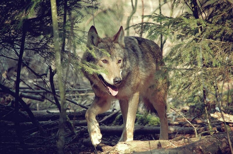 Wolf in Forest — Brown