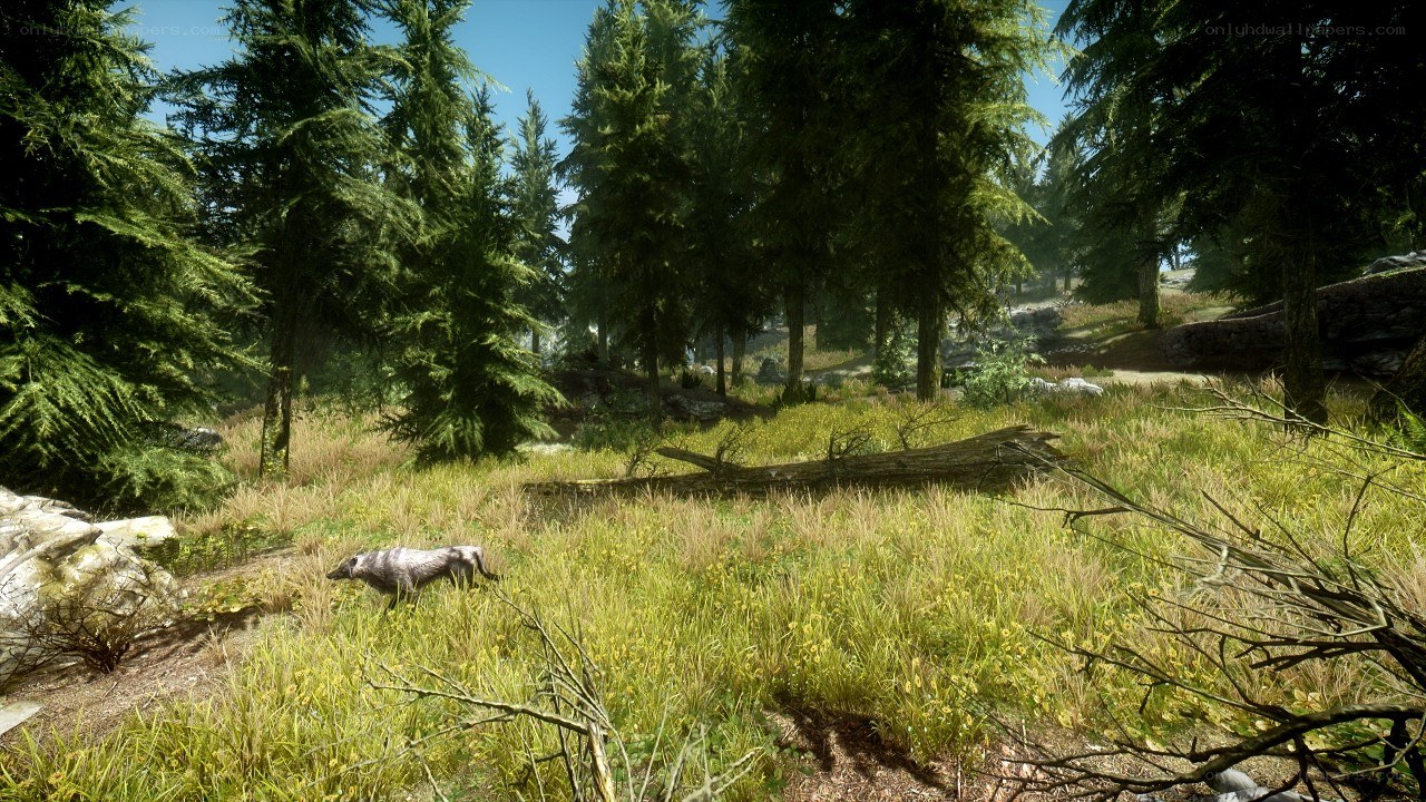 wolf in forest clearing