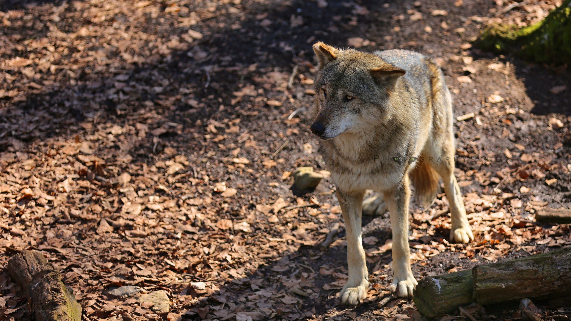wolf in forest clearing