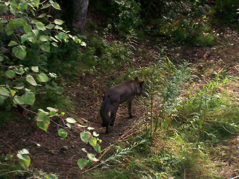 wolf in forest clearing